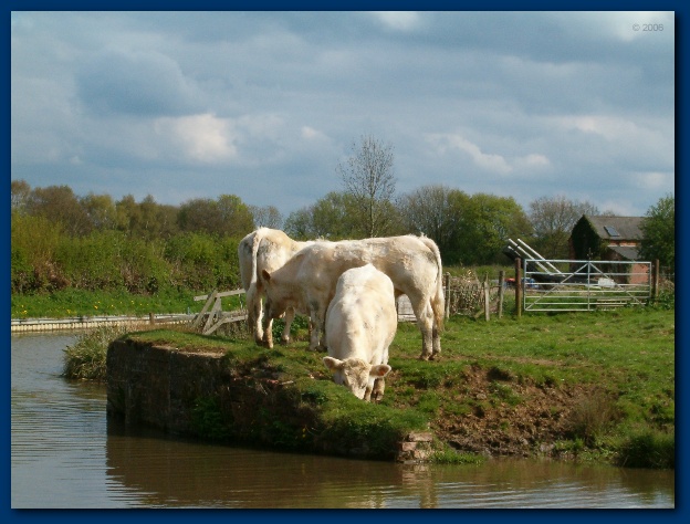 600x449 pixels (117K)